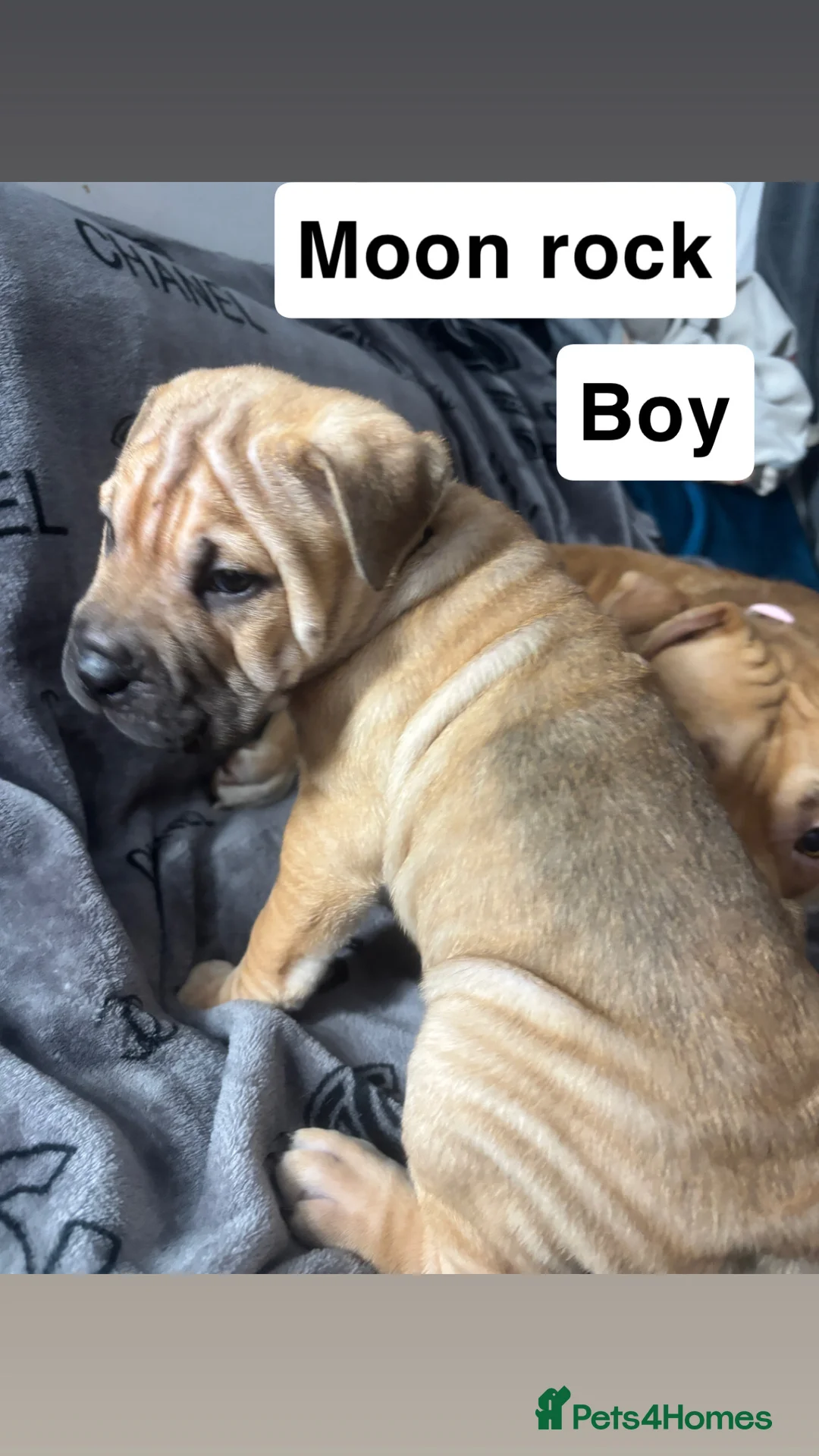 Mixed Breed dogs for sale: Staff/shar pei puppies - Advert 8
