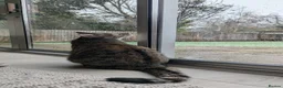 British Shorthair cats for sale: Sweet natured female cat, forever home wanted - Advert 11