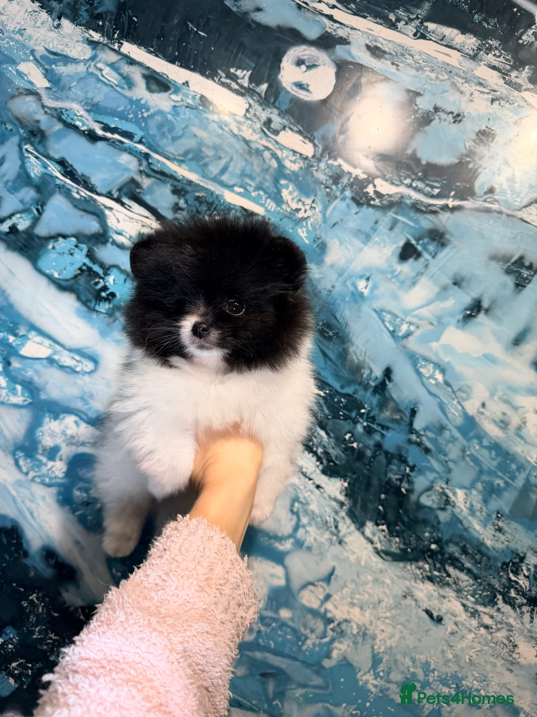 Pomeranian dogs for sale: Party color Pomeranian boy like a panda bear - Advert 7