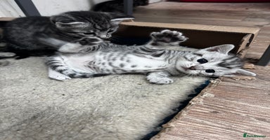 Bengal cats - Advert 1