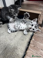 Bengal cats - Advert 6