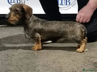 Miniature Dachshund dogs Stunning Mini Wirehaired Wild Boar Boy available - Advert 4