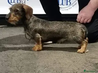Miniature Dachshund dogs Stunning Mini Wirehaired Wild Boar Boy available - Advert 1