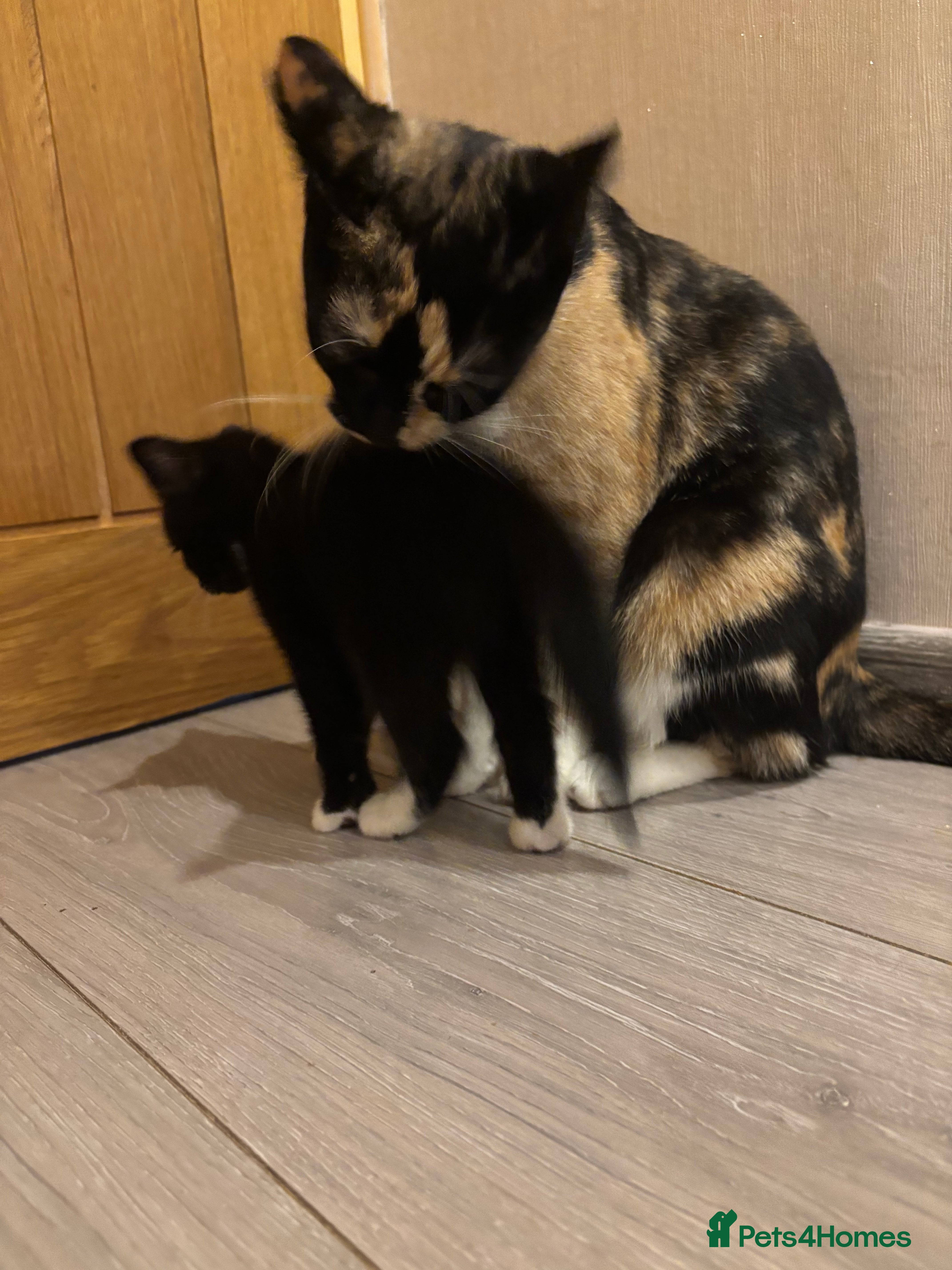 Mixed Breed cats Happy kittens  - Advert 1