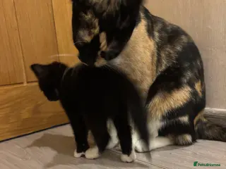 Mixed Breed cats Happy kittens - Advert 1