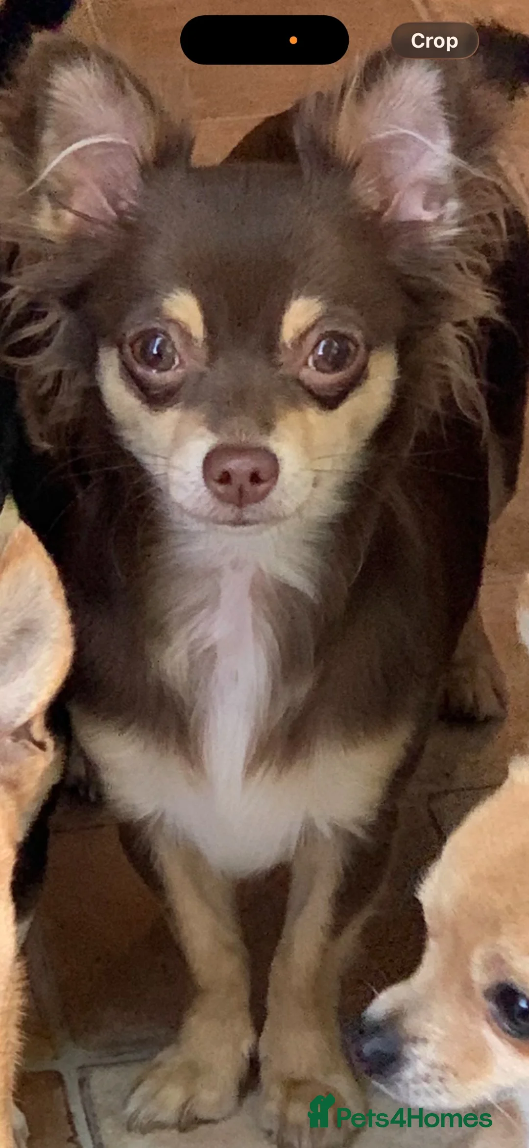 Chihuahua dogs for sale: 5 beautiful chihuahua puppies in Basildon - Advert 2