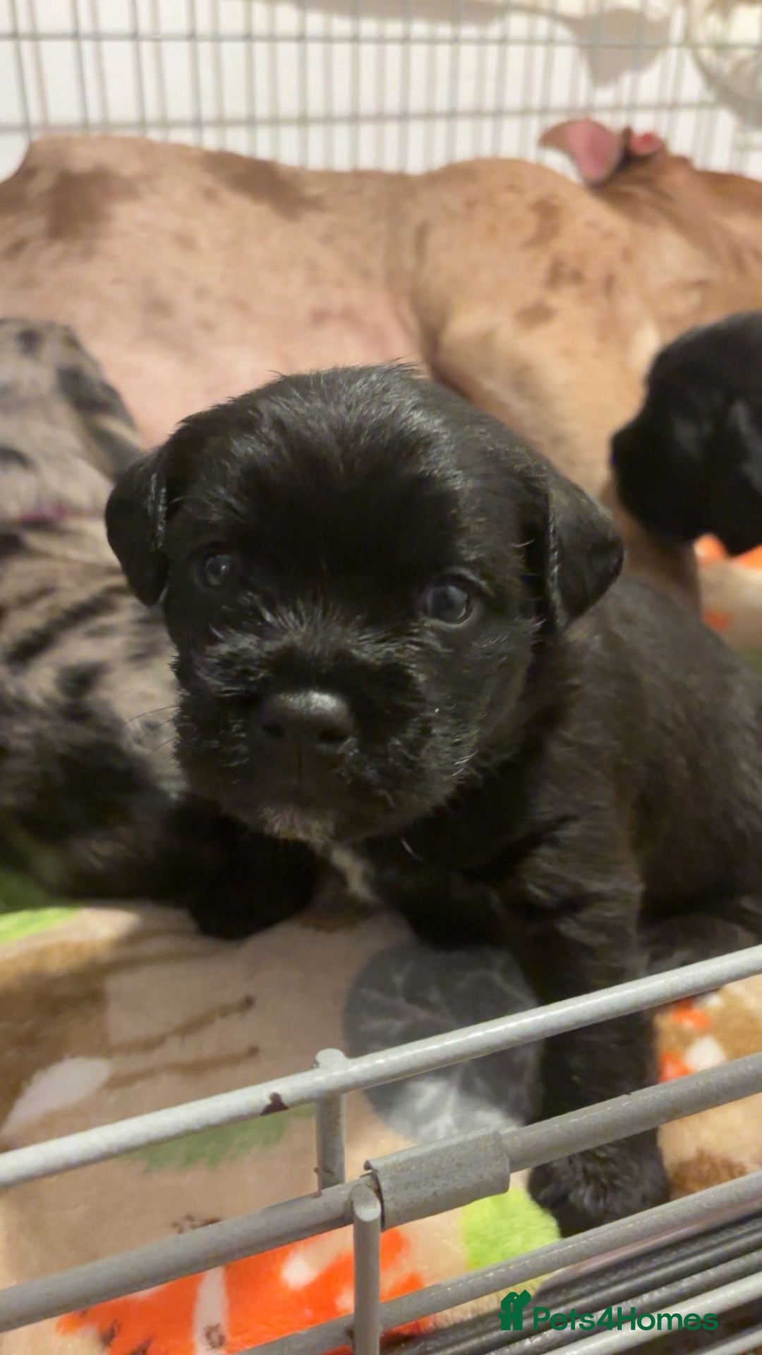 American Bully dogs for sale: RARE FLUFFY POCKET BULLIES - Image 5