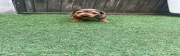 Dachshund dogs for sale: Dchshund miniature - Advert 13