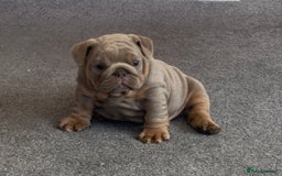 English Bulldog dogs for sale: Top Quality Chunky KC English Bulldogs  in Lampeter - Image 6