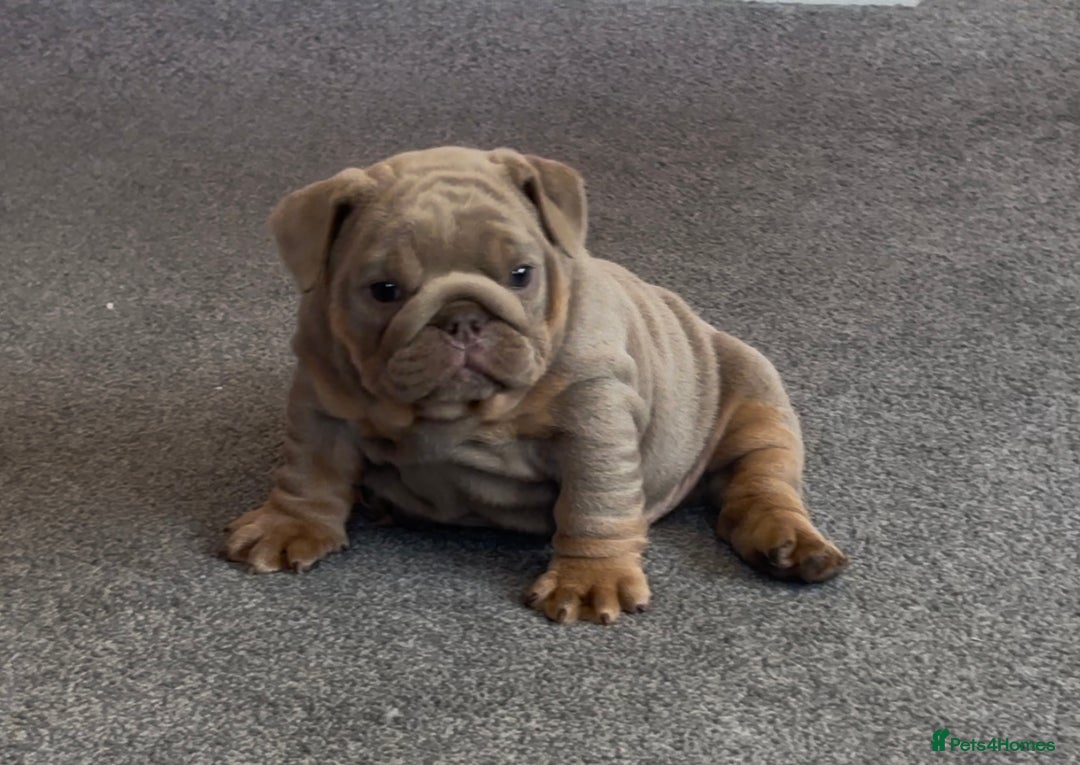 English Bulldog dogs for sale: Top Quality Chunky KC English Bulldogs  in Lampeter - Image 6