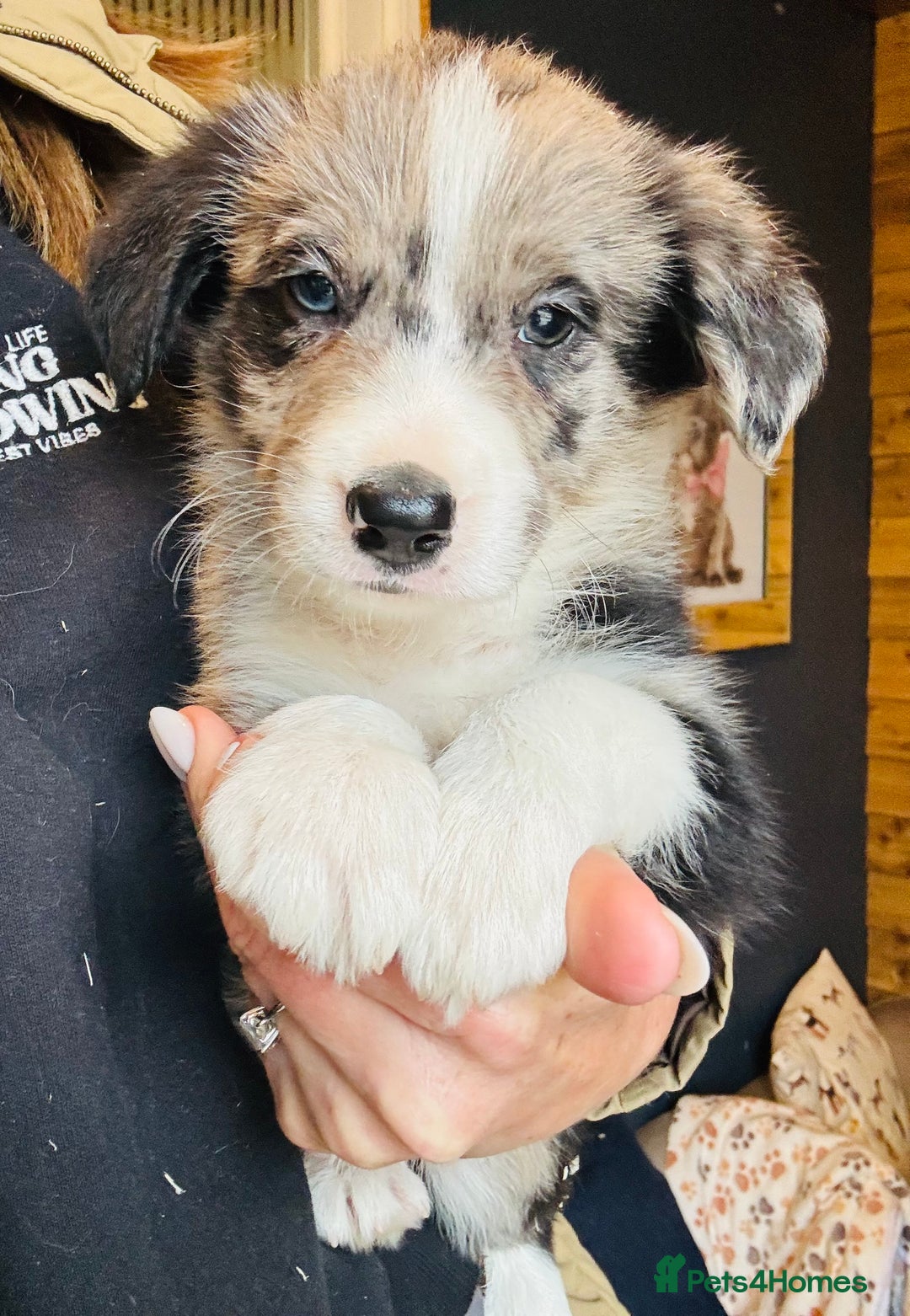 Border Collie dogs for sale: Pure Bred Border Collie Puppies For Sale - Image 20