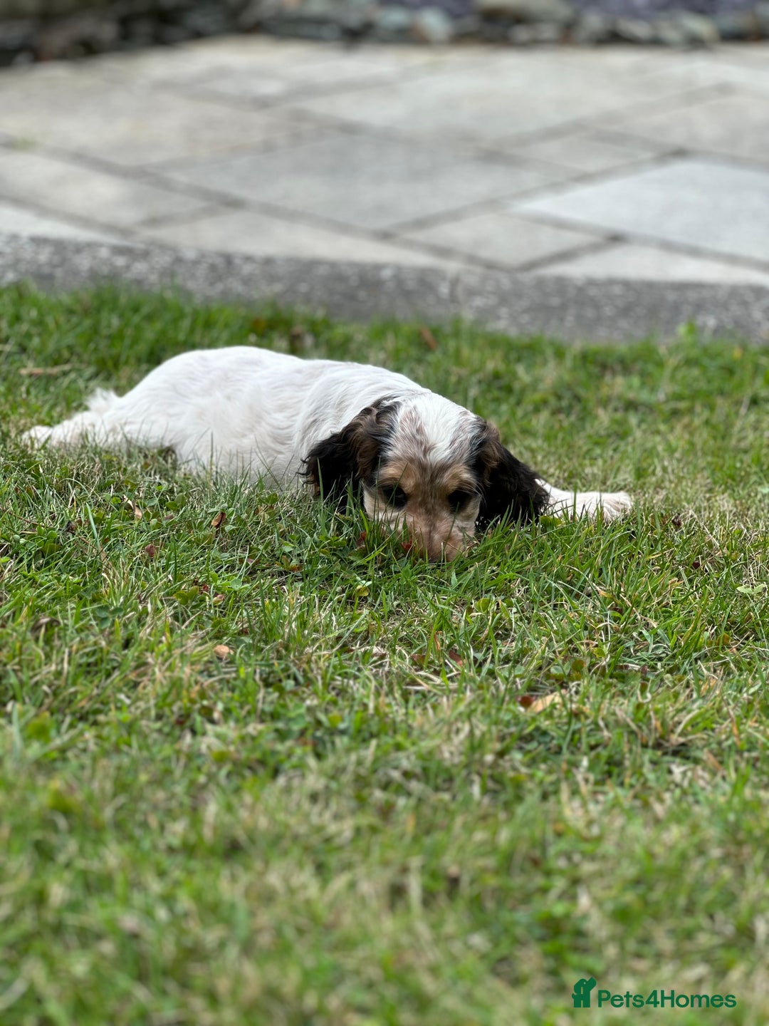 Cocker Spaniel dogs for sale: STUNNING Rizi Bizi sired Cocker puppies DNA Tested - Image 32