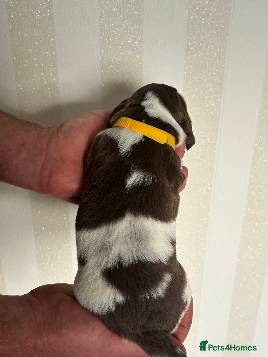 English Springer Spaniel dogs for sale: Gorgeous English Springer Spaniel Puppies - Advert 6