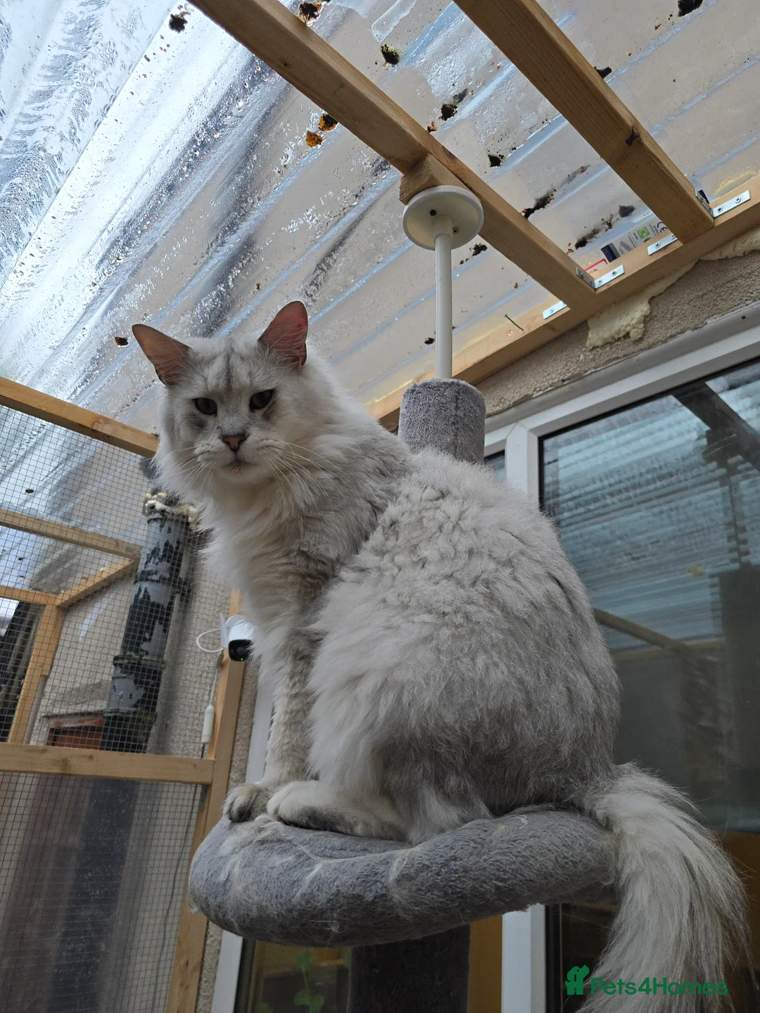 Maine Coon cats for stud: Black Shaded Maine Coon Large Imported in Hull - Advert 6