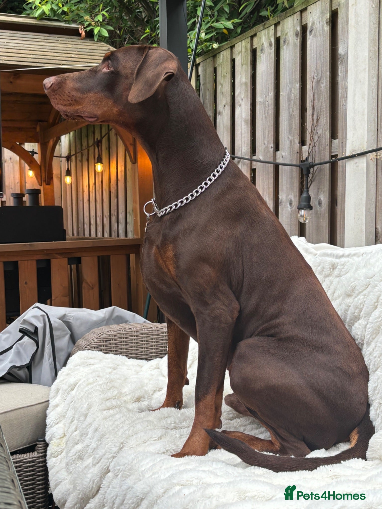 Dobermann dogs Champion bloodline Doberman for stud  - Advert 2