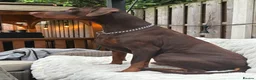 Dobermann dogs for stud: Champion bloodline Doberman for stud  - Advert 2