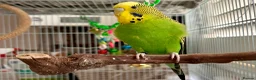 Budgerigars birds for sale: Budgies for sale  in York - Advert 2