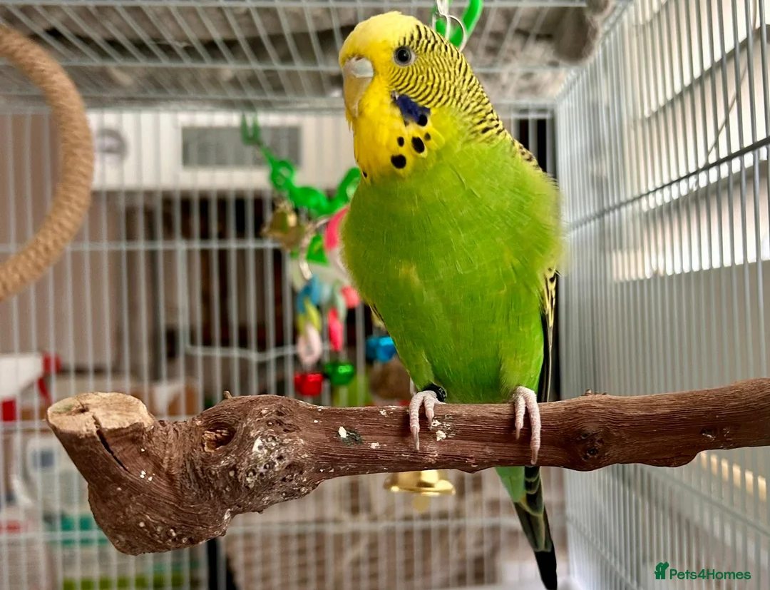 Budgerigars birds for sale: Budgies for sale  in York - Advert 2