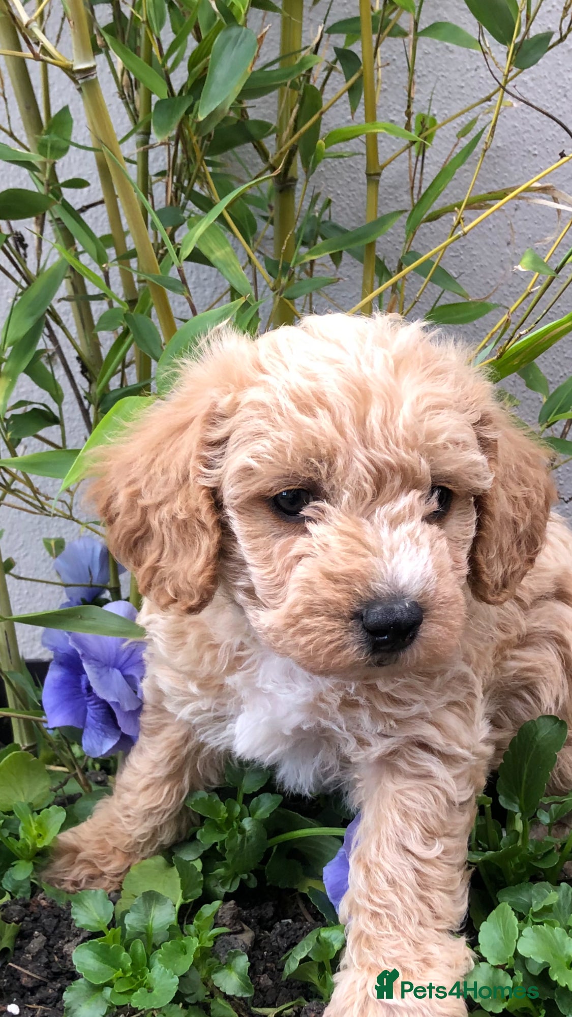 Maltipoo dogs MaltiPoo - Advert 2