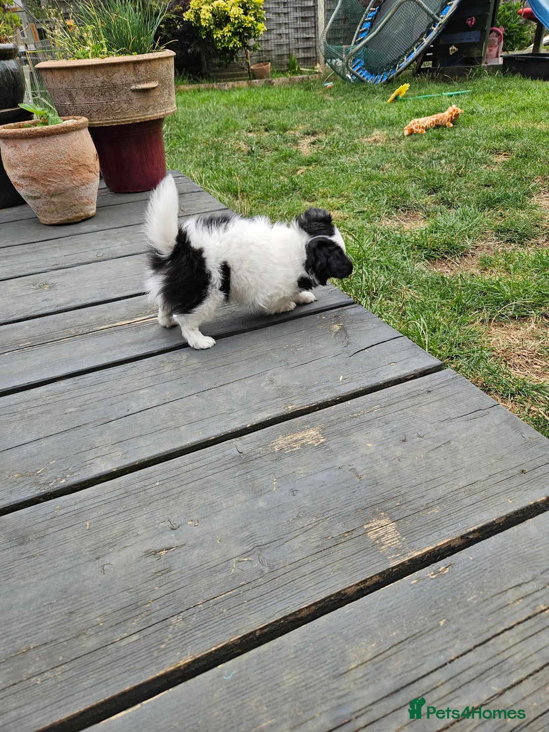Chihuahua dogs for sale: Chihuahua  Tri-coloured,  - Image 5