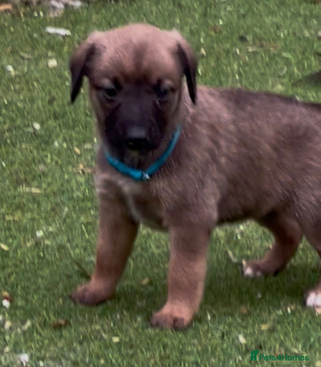 Mixed Breed dogs for sale: F1 Beddy whippets  - Advert 3