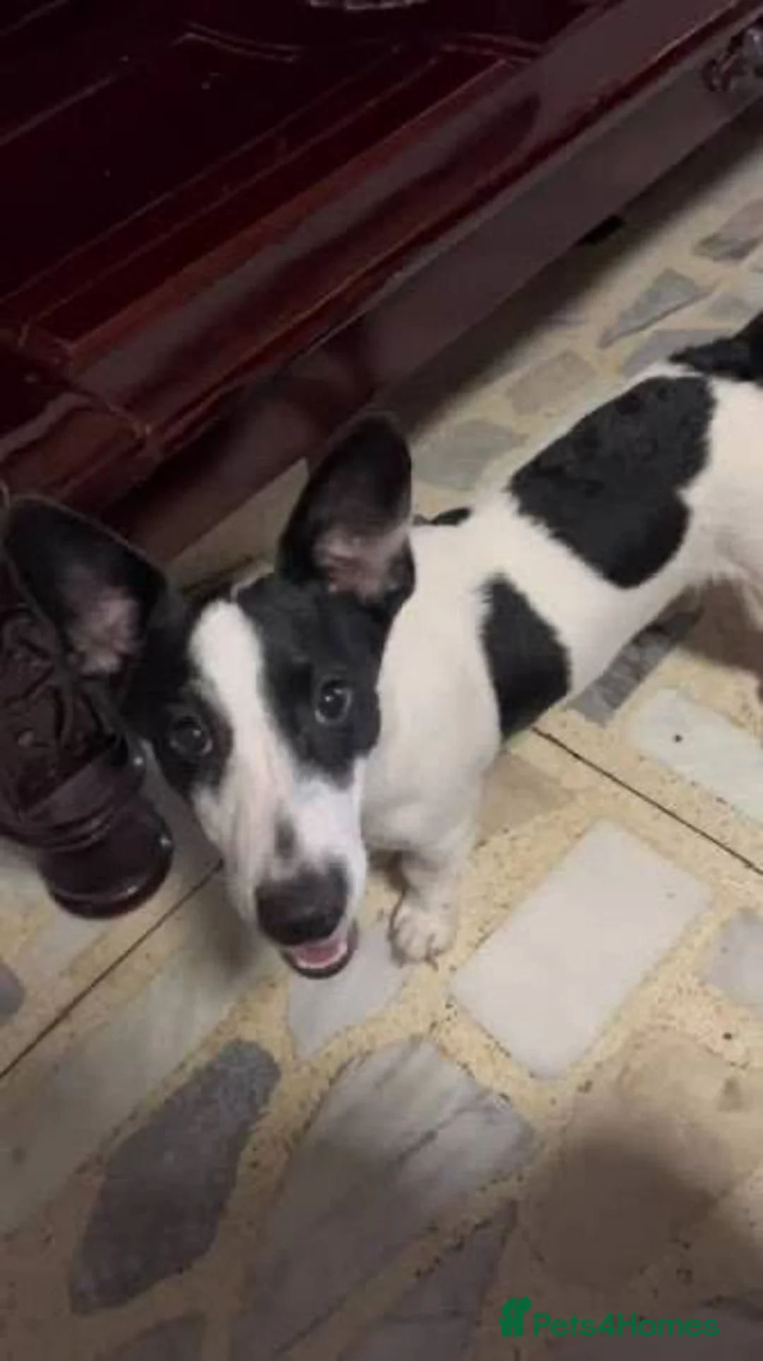 Mixed Breed dogs for sale: Beagle X Jack Russell  puppys  - Advert 11