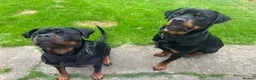 Rottweiler dogs for sale: Rottweiler pups  - Advert 25