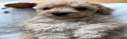 Toy Poodle dogs for sale: Beautiful Poodles - 1 Girl & 1 Boy left  - Advert 14