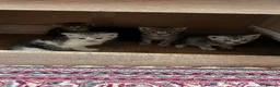 Mixed Breed cats for sale: Adorable bengal mixed kittens - Advert 1