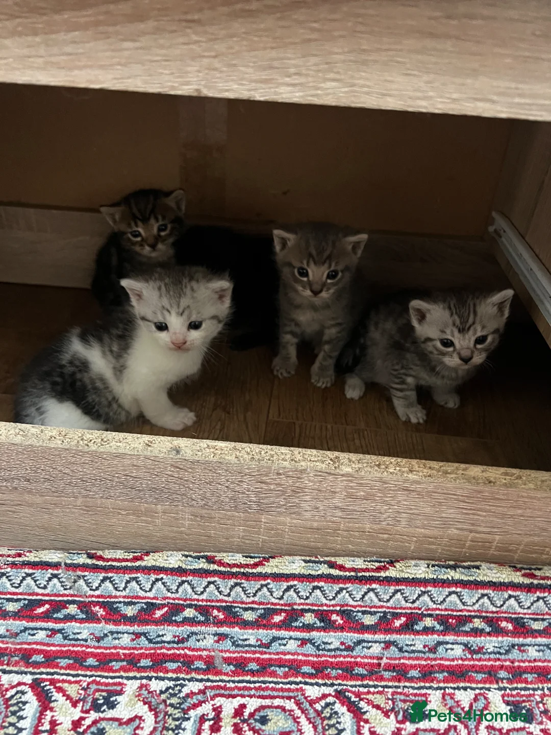 Mixed Breed cats for sale: Adorable bengal mixed kittens - Advert 1