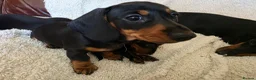 Dachshund dogs for sale: Six beautiful miniature smooth haired dachshunds - Advert 16