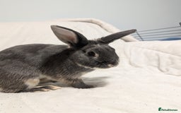 Mixed Breed rabbits for sale: New seller of rabbits - Image 8