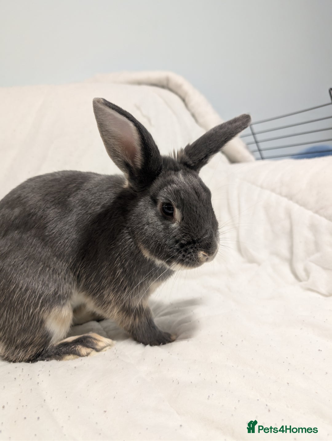 Mixed Breed rabbits for sale: New seller of rabbits - Image 8