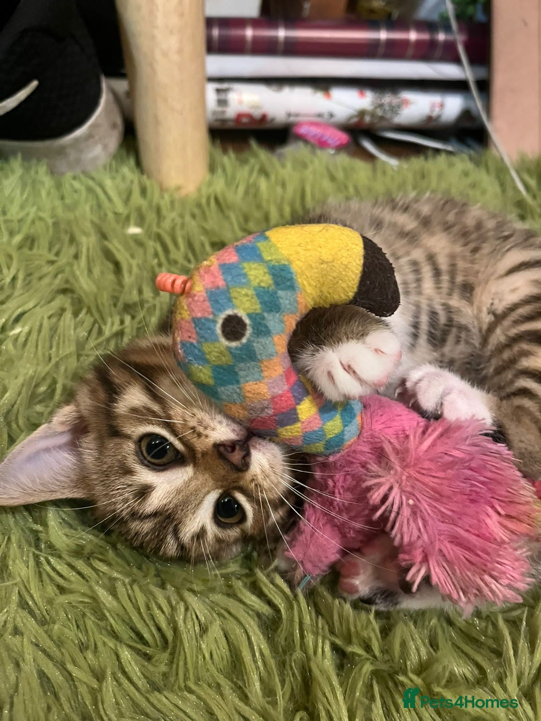 Mixed Breed cats for sale: Mixed bengal  - Advert 6