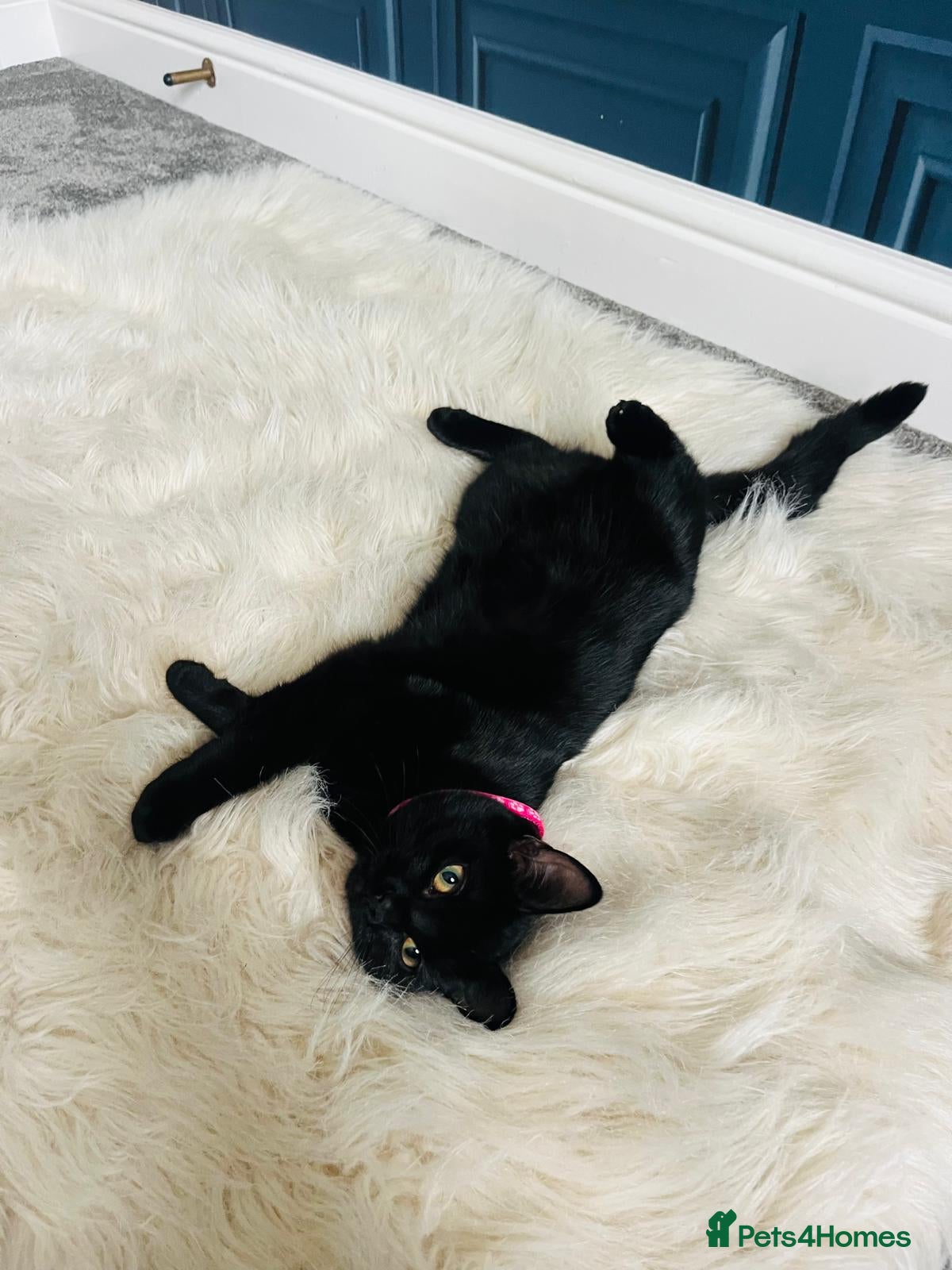 Burmese cats Beautiful Burmese Siamese Cross 24 weeks - Advert 3