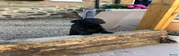 Labrador Retriever dogs for sale: Labrador puppies- TWO BOYS AVAILABLE  - Advert 15