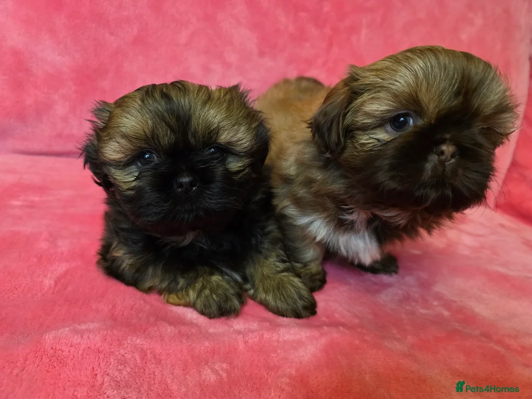 Shih Tzu dogs for sale: Two Beautiful Full Pedigree Shih Tzu Girls - Advert 13