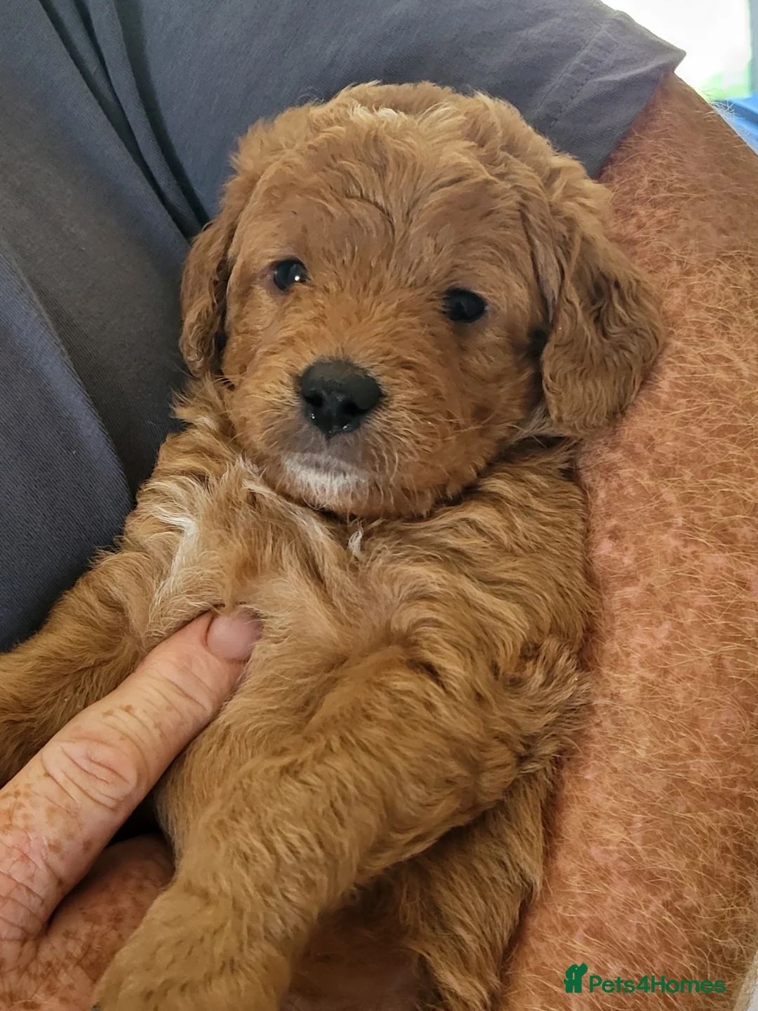 Labradoodle dogs for sale: Beautiful, top quality miniature Labradoodles  - Advert 1