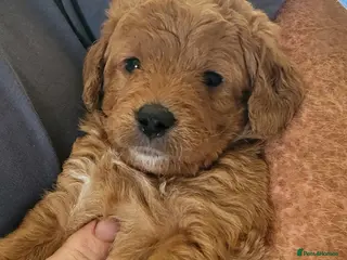 Labradoodle dogs Beautiful, top quality miniature Labradoodles - Advert 1