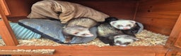 Ferret rodents for sale: 4 x bonded ferrets - Advert 2