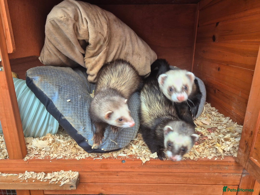 Ferret rodents for sale: 4 x bonded ferrets - Advert 2