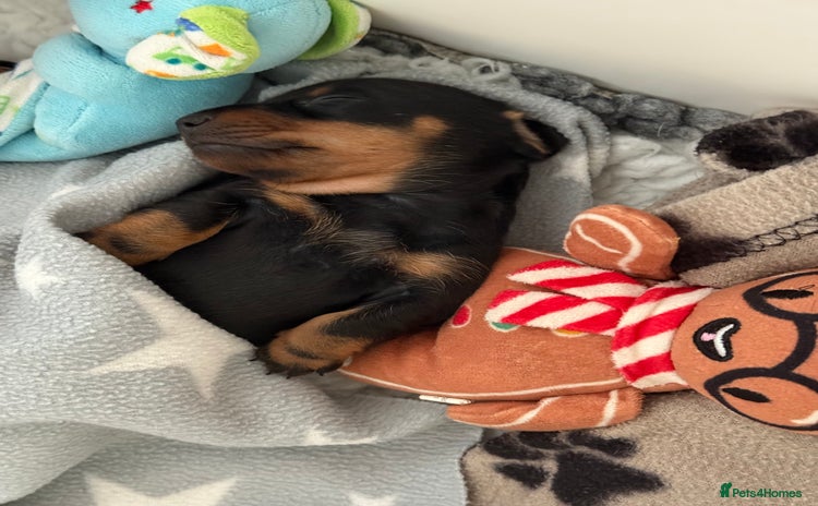 Miniature Dachshund dogs - Advert 1