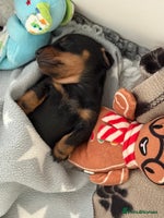 Miniature Dachshund dogs - Advert 12