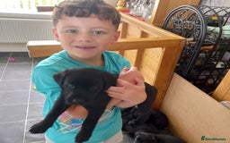 Labrador Retriever dogs for sale: Excellent KC Registered working Black Lab pups  - Image 17