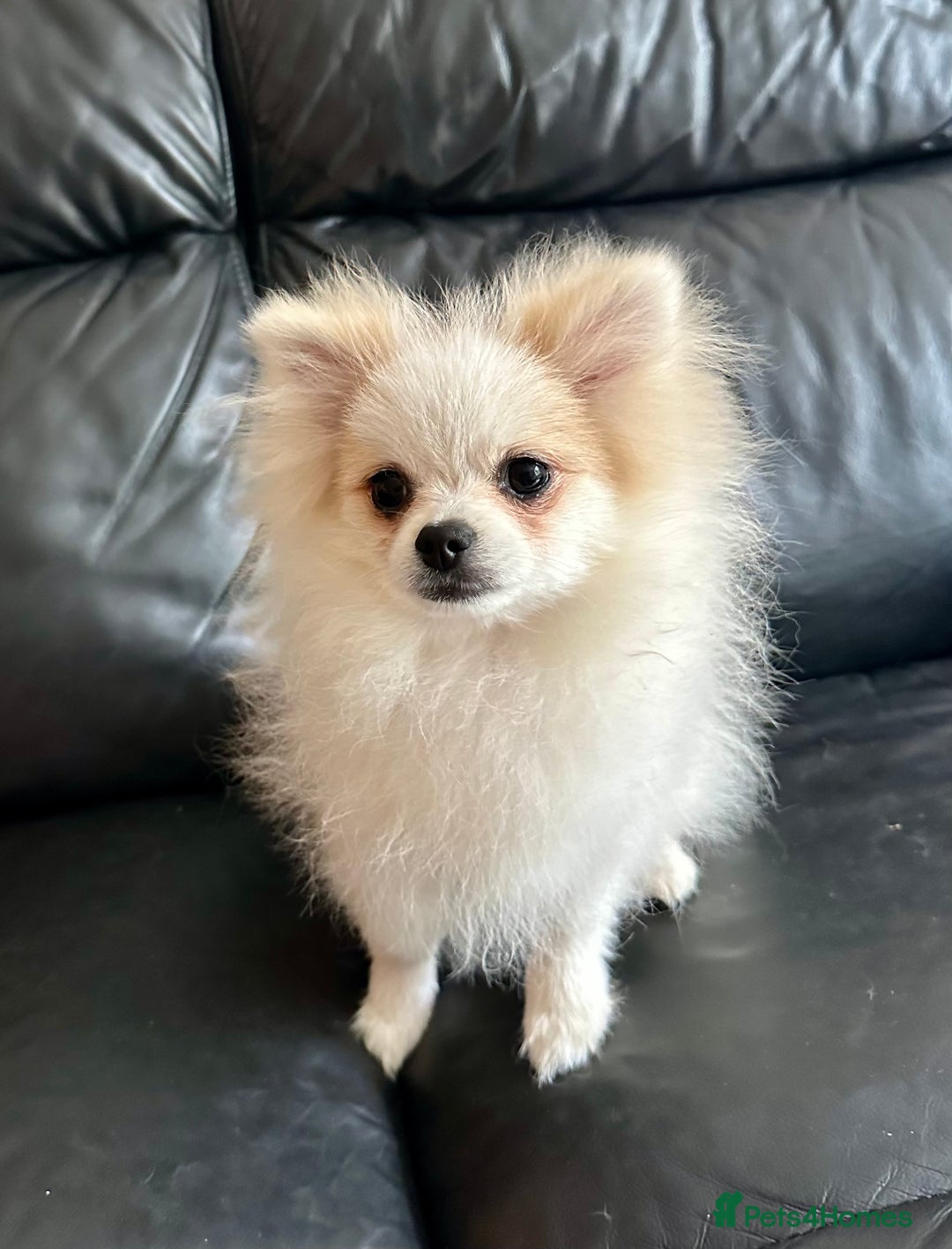 Pomeranian dogs for sale: Adopt your New Bestfriend - Image 1