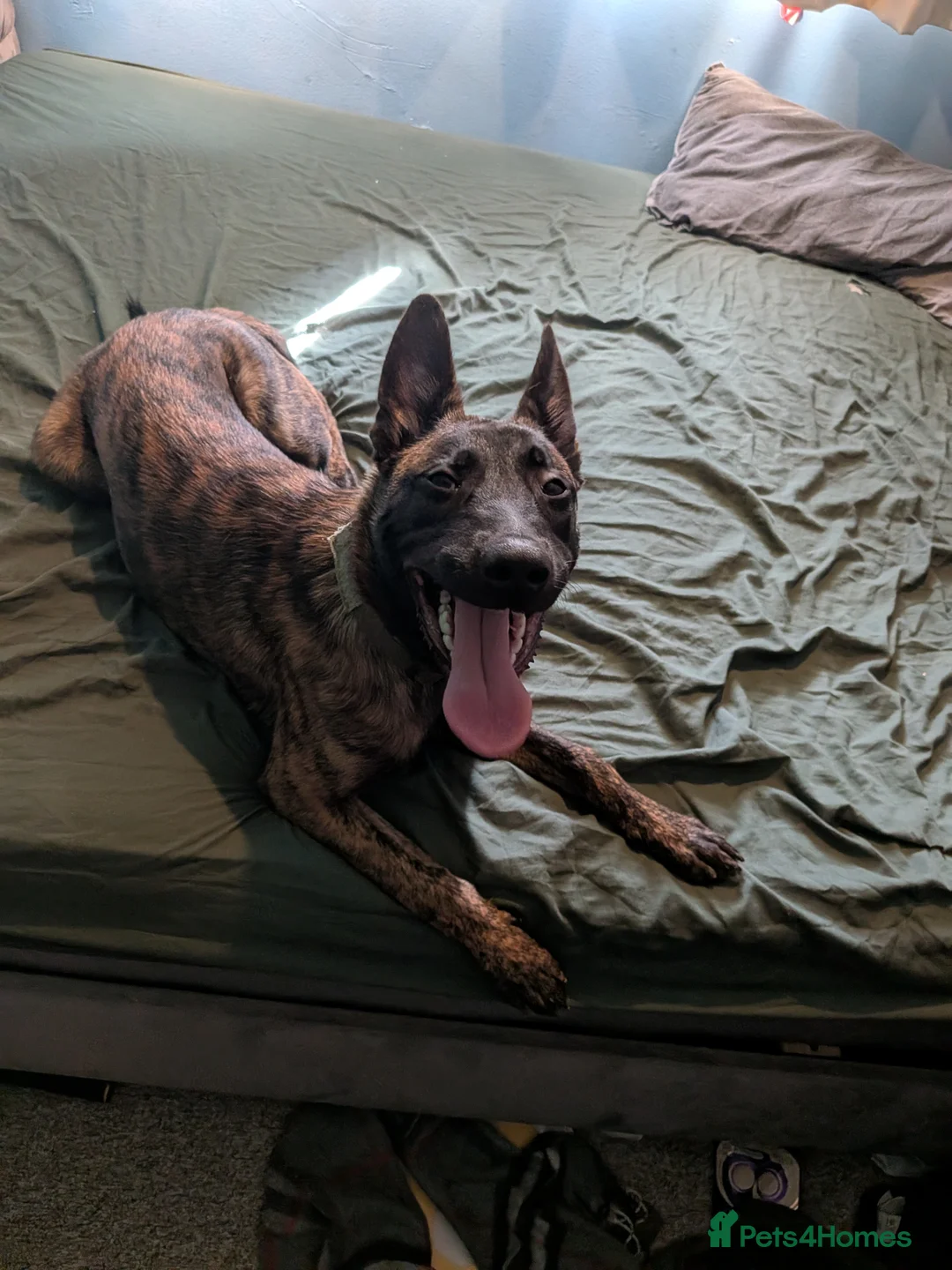 Belgian Shepherd Dog dogs for sale: belgian malinois 6 months old in Horsham - Advert 2