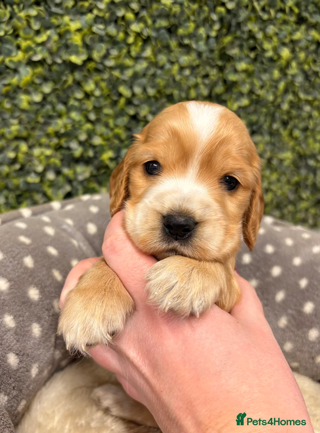 Cocker Spaniel dogs for stud: 🧡🧡 KC REG Stud Orange Roan Show Cocker Spaniel in Northallerton - Advert 36
