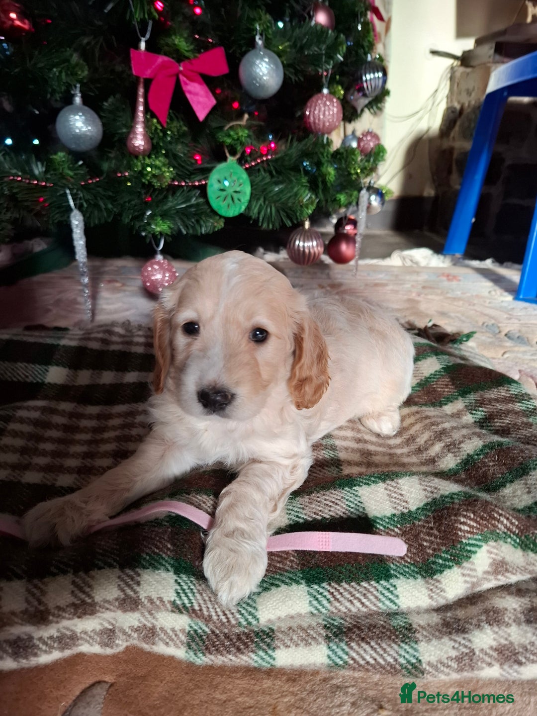 Cockapoo dogs for sale: Beautiful Cockapoo Puppies For Sale  - Advert 12