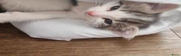 Domestic Shorthair cats for sale: Kittens for sale - Advert 8