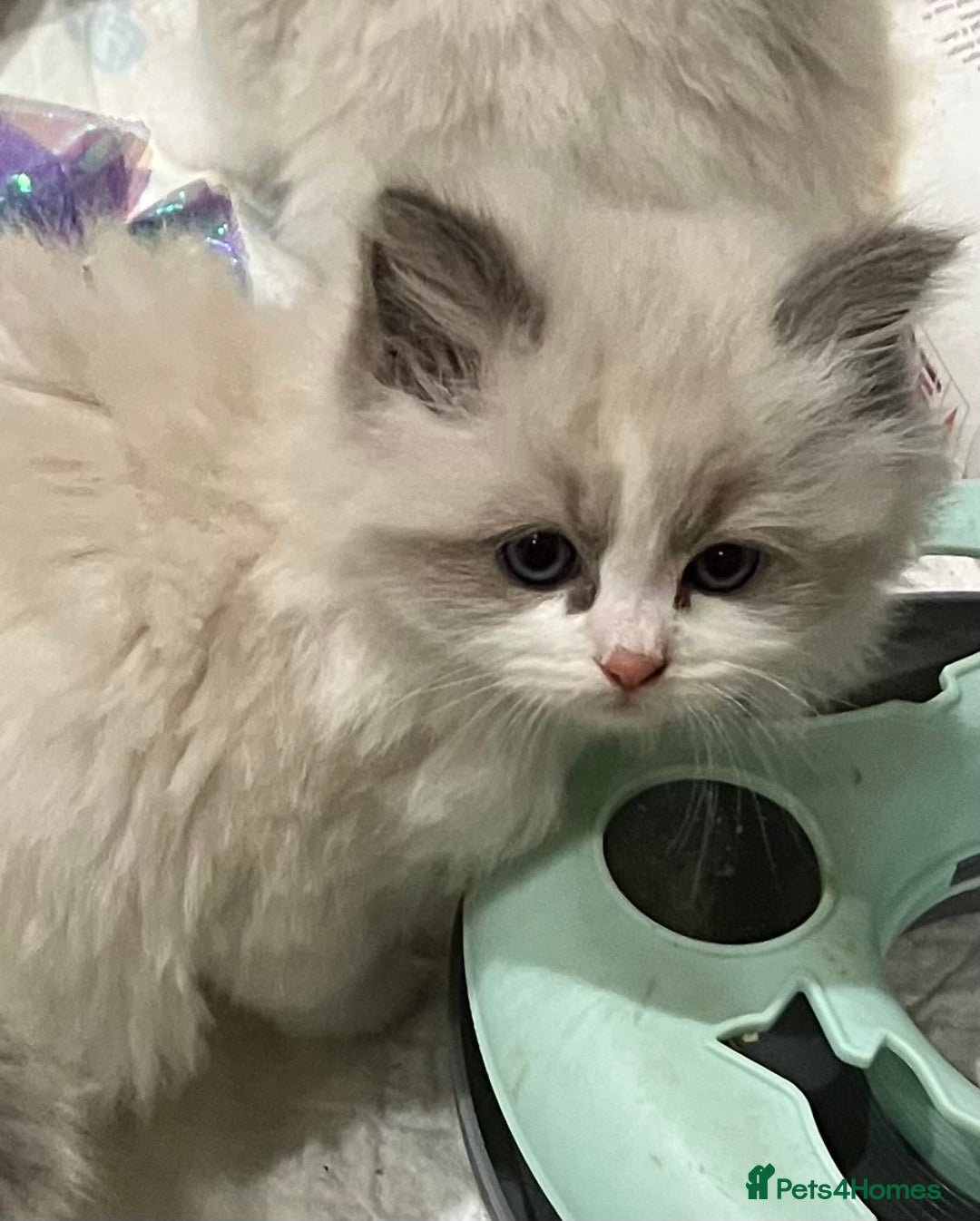 Ragdoll cats for sale: Stunning pure Ragdolls  - Advert 21